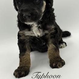 Typhoon - Phantom male Poodle puppy in Wheatland, California from Sapphire Ridge Poodles