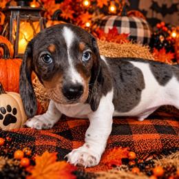 Bolt - Dapple male Dachshund puppy in Joshua Tree, California from Desert Dreams Ranch