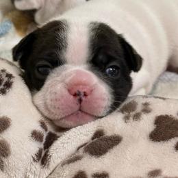 Encore - White and brindle male French Bulldog puppy in New Hampton, New Hampshire from Kismet French Bulldogs