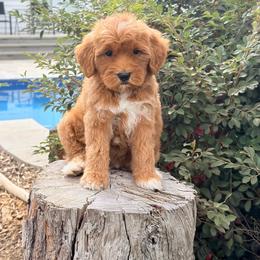 Tigress - Red  female Goldendoodle puppy in Rose Hill, North Carolina from Red Door Canines