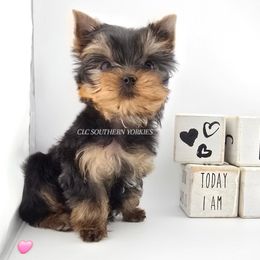 PINK - Black and gold Yorkshire Terrier puppy in Grand Terrace, California from CLC SOUTHERN YORKIES