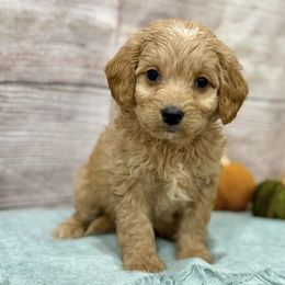 Ron - Brown male Cavapoo puppy in Logan, Utah from Mountain View Doodles