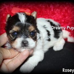 AKC Rosey SOLD - Black tan and white female Biewer Terrier puppy in Kennesaw, Georgia from Dreamy Pups