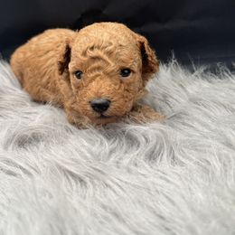Yellow collar - Cream male Poodle puppy in Fredericktown, Missouri from Ellie & Co. Doodles
