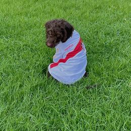 Labradoodle Puppies from Dotsie's Doodles