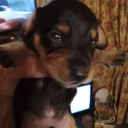 Dachshund Puppies from Sherman's Dachshunds