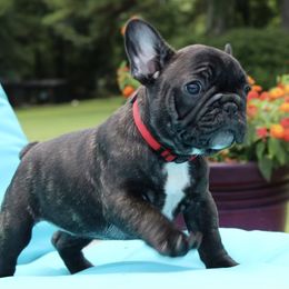 French Bulldog Puppies from Hilltop French Bulldogs