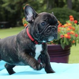 French Bulldog Puppies from Hilltop French Bulldogs