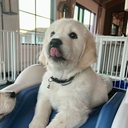 Golden Retriever Puppies from Huckaby’s English Golden Retrievers