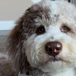 Aussiedoodles and Bernedoodles from Doodle Dandy Bernedoodles & Aussiedoodles