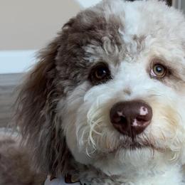 Aussiedoodles and Bernedoodles from Doodle Dandy Bernedoodles & Aussiedoodles