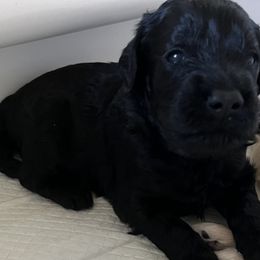 Boy 3 - Black Goldendoodle puppy in Lexington, North Carolina from Sages Doodles and Poodles of NC