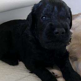 Boy 3 - Black Goldendoodle puppy in Lexington, North Carolina from Sages Doodles and Poodles of NC