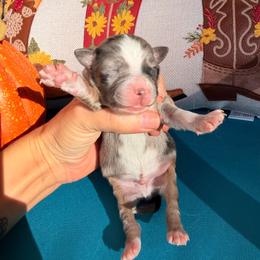 Puppy 3 - Blue merle male Miniature Australian Shepherd puppy in Colorado Springs, Colorado from Fuzy Butts Mini & Toy Aussies