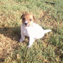 Buddy - Tri-colored male Parson Russell Terrier puppy in Carney, Oklahoma from River Run Parson Russell terriers & River Run Ridgebacks