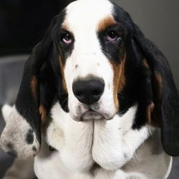 Basset Hounds and Cardigan Welsh Corgis from Savages Low riders