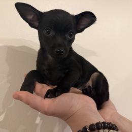 Mike - Black male Chihuahua puppy in Wausau, Wisconsin from Nine Mile Farms