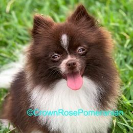 Pomeranians from Crown Rose Pomeranians