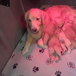 Golden Retriever Puppies from Broomfield Golden's