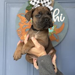 Brown Male 4 - Fawn male Cane Corso puppy in Lakeland, Florida from Valyrian Cane Corsos