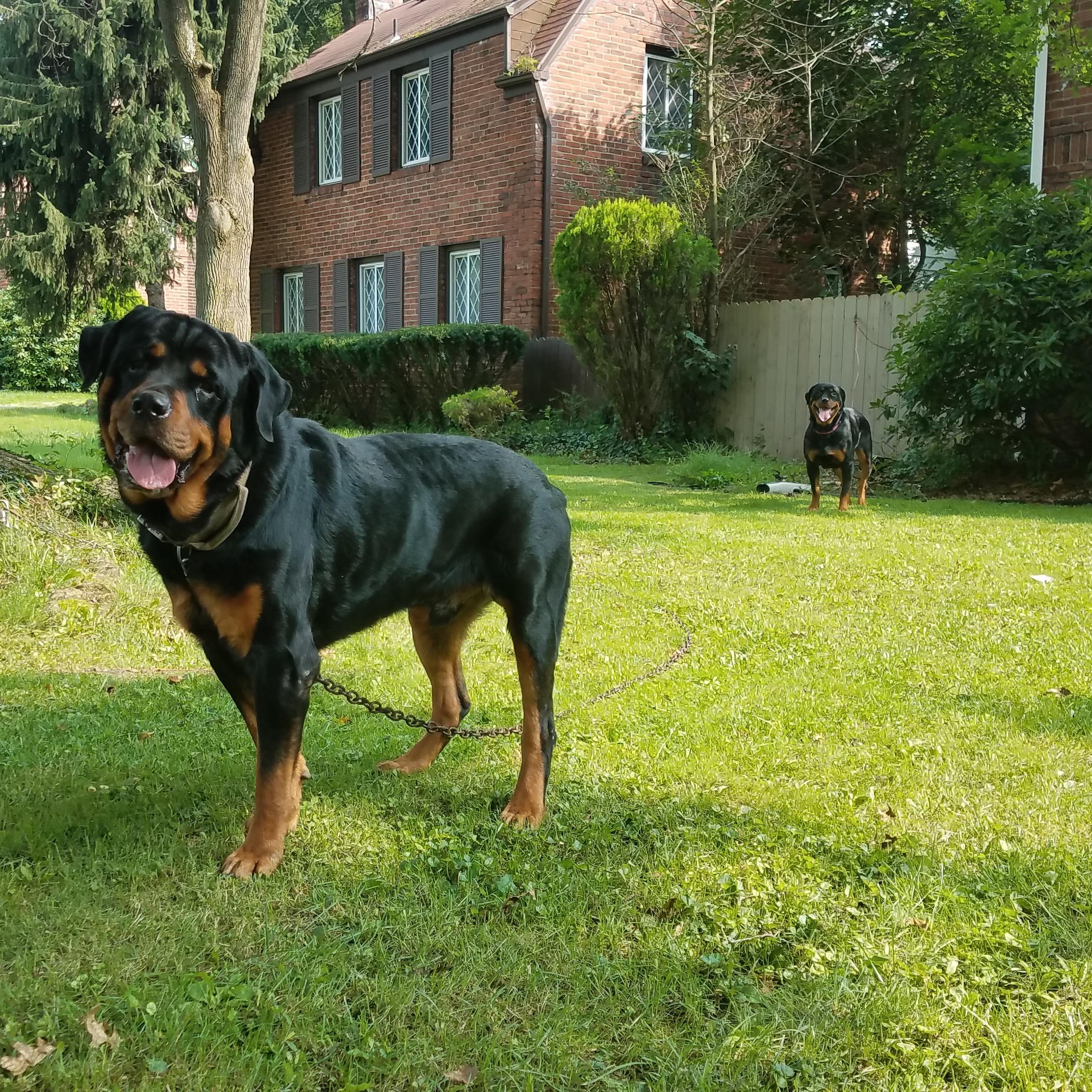 Emperor Rottweilers Emperor Rottweilers in Pennsylvania | Rottweiler puppies | Good Dog