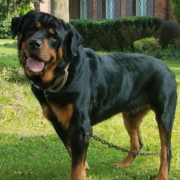 Rottweilers from Emperor Rottweilers