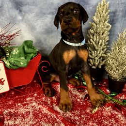 Iverson - Black and rust male Doberman Pinscher puppy in Aredale, Iowa from Royal Dynasty Dobermann Kennel