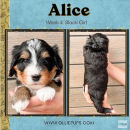 Alice (Black girl) - Tri-color female Bernedoodle puppy in Boiling Springs, South Carolina from OlliePups, LLC