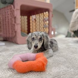 Dachshund Puppies from Wieonder Doxies