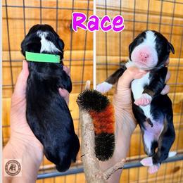 Race - Tri-color female Bernedoodle puppy in Banner Elk, North Carolina from Walnut Tree Bernedoodles