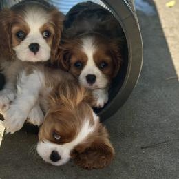 Cavalier King Charles Spaniels and Dachshunds from Mtn to Sea