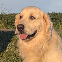 Golden Retriever puppies from TLC Pups