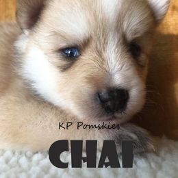 Pomsky Puppies from KP Pomskies LLC