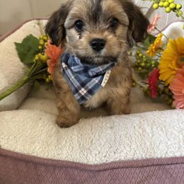 Cavachon Puppies from Playful Posh Puppies