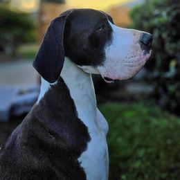 Magnolia - Great Dane