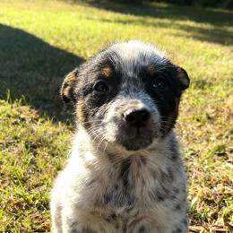 LAMBORGHINI - tiny runt size girl - Blue speckled female Australian Cattle Dog puppy in Kalispell, Montana from BTR Australian Cattle Dogs