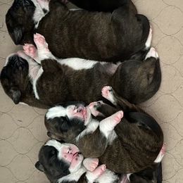 Boxer puppies from Gail's Boxers