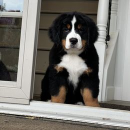 Bernese Mountain Dog and Pembroke Welsh Corgi Puppies from Highland Meadows