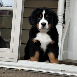 Bernese Mountain Dog and Pembroke Welsh Corgi Puppies from Highland Meadows
