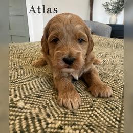 Atlas - Red  male Goldendoodle puppy in Glendale, Arizona from Follow Your Bliss Doodles