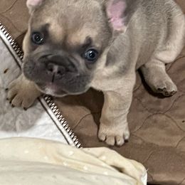 French Bulldog Puppies from Ruff it up frenchies
