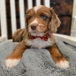 Laszlo - Red merle male Aussiedoodle puppy in Prescott Valley, Arizona from Ramirez Family Doodles