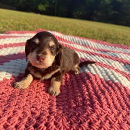 Bentlee - Chocolate and cream male Dachshund puppy in New Albany, Mississippi from Double A. Doxies