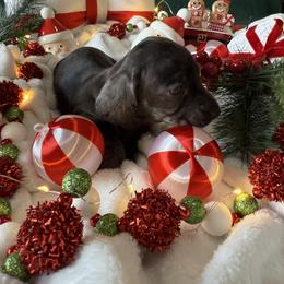 Dachshund Puppies from Jeff & Joette