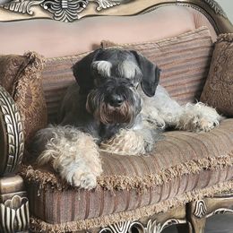 Keizer - Giant Schnauzer