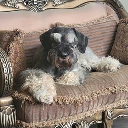 Keizer - Giant Schnauzer