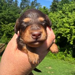 Bush - Chocolate and tan male Dachshund puppy in Knoxville, Tennessee from East TN Dachshunds
