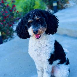 River - Bernedoodle