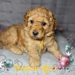 Yellow Girl - Apricot Goldendoodle puppy in Excelsior Springs, Missouri from Zoodles Micro Goldendoodles
