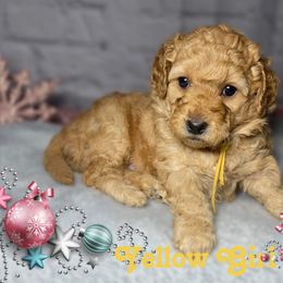 Yellow Girl - Apricot Goldendoodle puppy in Excelsior Springs, Missouri from Zoodles Micro Goldendoodles